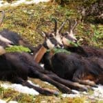 Hunting Chamois On The Roof Of The Mountains