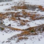 Hunting Chamois On The Roof Of The Mountains