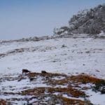 Hunting Chamois On The Roof Of The Mountains