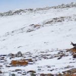 Hunting Chamois On The Roof Of The Mountains