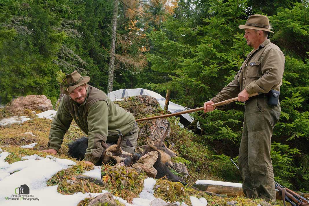 Hunting Chamois On The Roof Of The Mountains