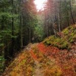 Hunting Chamois On The Roof Of The Mountains