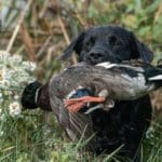 Duck Hunting Trip in Austria