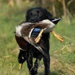 Duck Hunting Trip in Austria