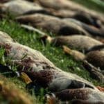 Duck Hunting Trip in Austria