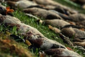 Duck Hunting Trip in Austria