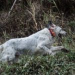 Hunting day in Slovakia