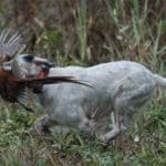 Hunting day in Slovakia