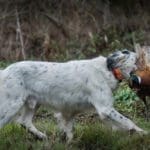 Hunting day in Slovakia