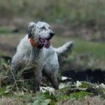 Hunting day in Slovakia