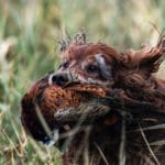 Hunting day in Slovakia