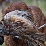 Hunting day in Slovakia