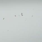 Hunting day in Slovakia