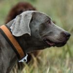 Hunting day in Slovakia