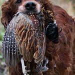 Hunting day in Slovakia