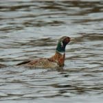 Hunting day in Slovakia
