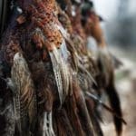 Hunting day in Slovakia