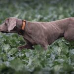 Hunting day in Slovakia