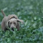 Hunting day in Slovakia