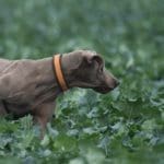 Hunting day in Slovakia