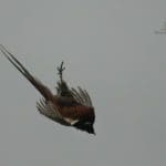 Hunting day in Slovakia