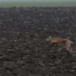 Hunting day in Slovakia