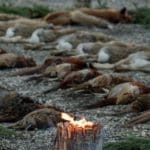 Hunting day in Slovakia