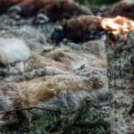 Hunting day in Slovakia