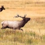 Elk Hunting | Hunting Magazine