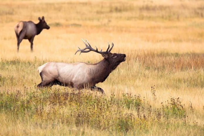Elk Hunting | Hunting Magazine