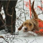 Hunting Rabbits with Basset Hounds