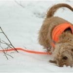 Hunting Rabbits with Basset Hounds