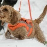 Hunting Rabbits with Basset Hounds