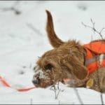 Hunting Rabbits with Basset Hounds