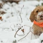 Hunting Rabbits with Basset Hounds