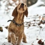 Hunting Rabbits with Basset Hounds