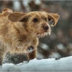 Hunting Rabbits with Basset Hounds
