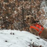 Hunting Rabbits with Basset Hounds