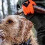 Basset Hound with Hunter