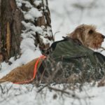 Hunting Rabbits with Basset Hounds