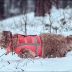 Hunting Rabbits with Basset Hounds