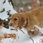 Hunting Rabbits with Basset Hounds