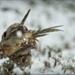 Hunting dogs in winter with game bird in mouth