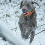 Liver Colored Hunting Retriever in Winter Retervering Game Bird