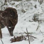 Hunting dog with game bird