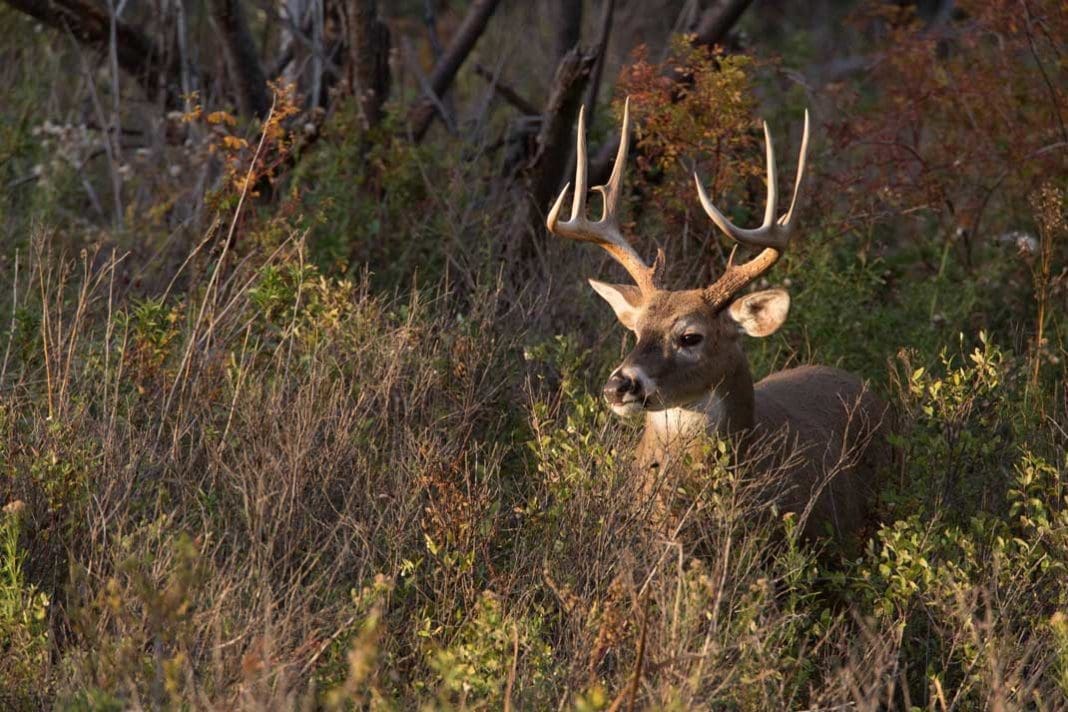 Trophy White-tail Deer Buck Feeding at Deer Feeder