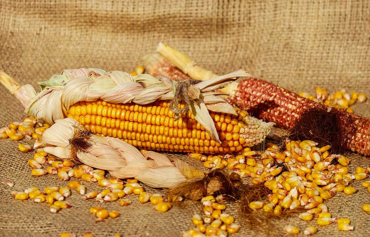 corn for feeding deer at deer feeders - Hunting Magazine