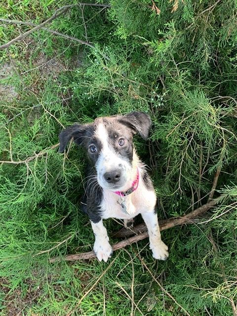Fan Photos: English Pointer Puppy. Named - Mercy | Hunting Magazine