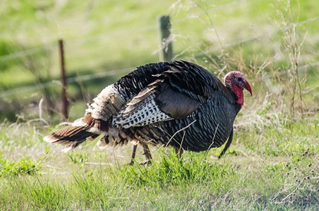 Turkey Hunting Tips for Beginner Hunters | Hunting Magazine