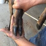 Calvin Hogg Jr shot this Red Stag While Hunting in Kountze Texas (1)